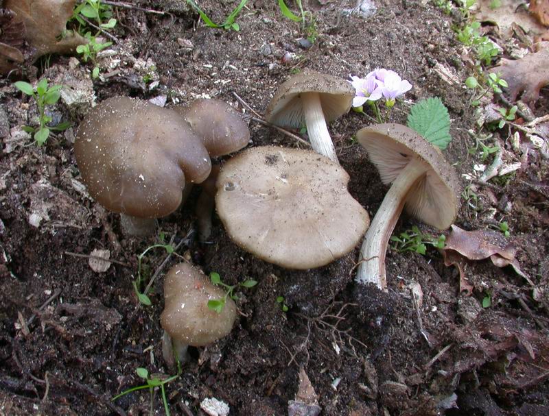 Mycoflora  toscana - Che grande soddisfazione....